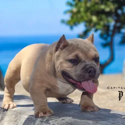 Pitufo micro bully de Capitaleño Bullies EIN