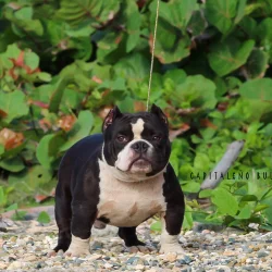 Male Pocket bully de capitaleño bully